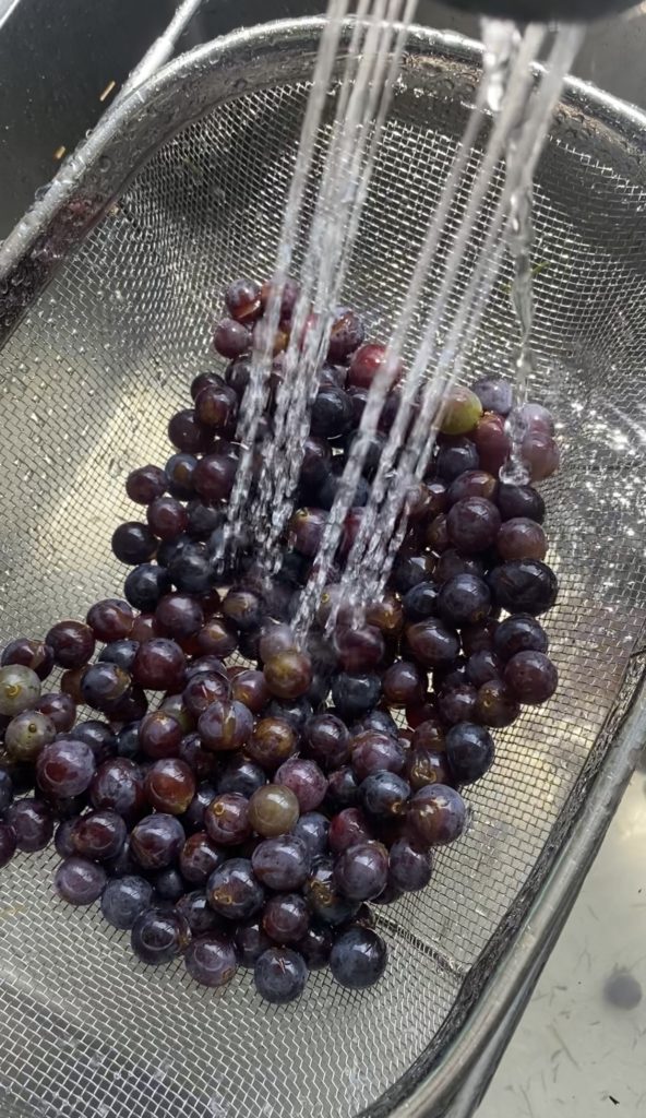 washing grapes to make grape juice